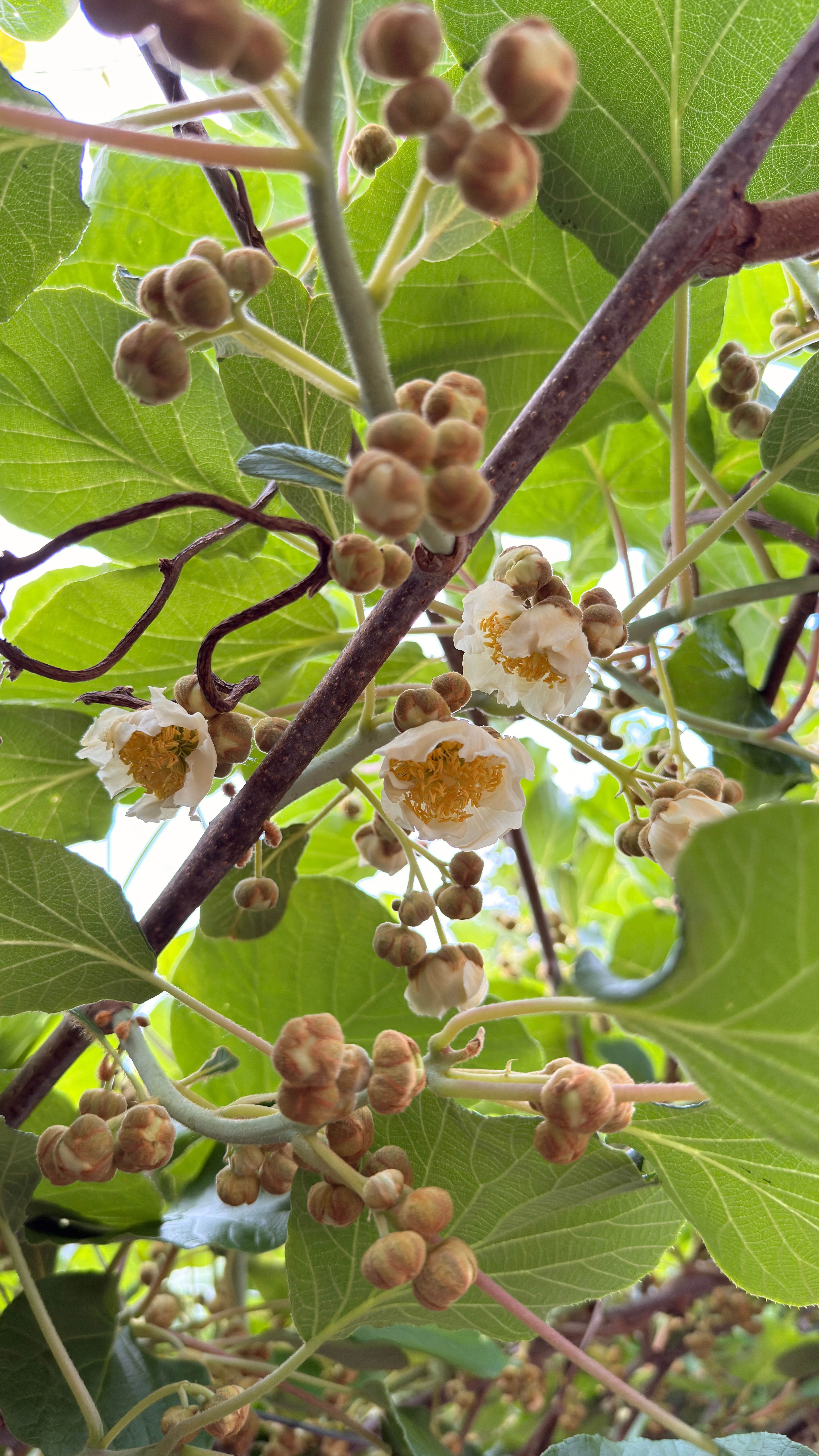 Flor de kiwi e pequenos frutos entre folhas verdes.